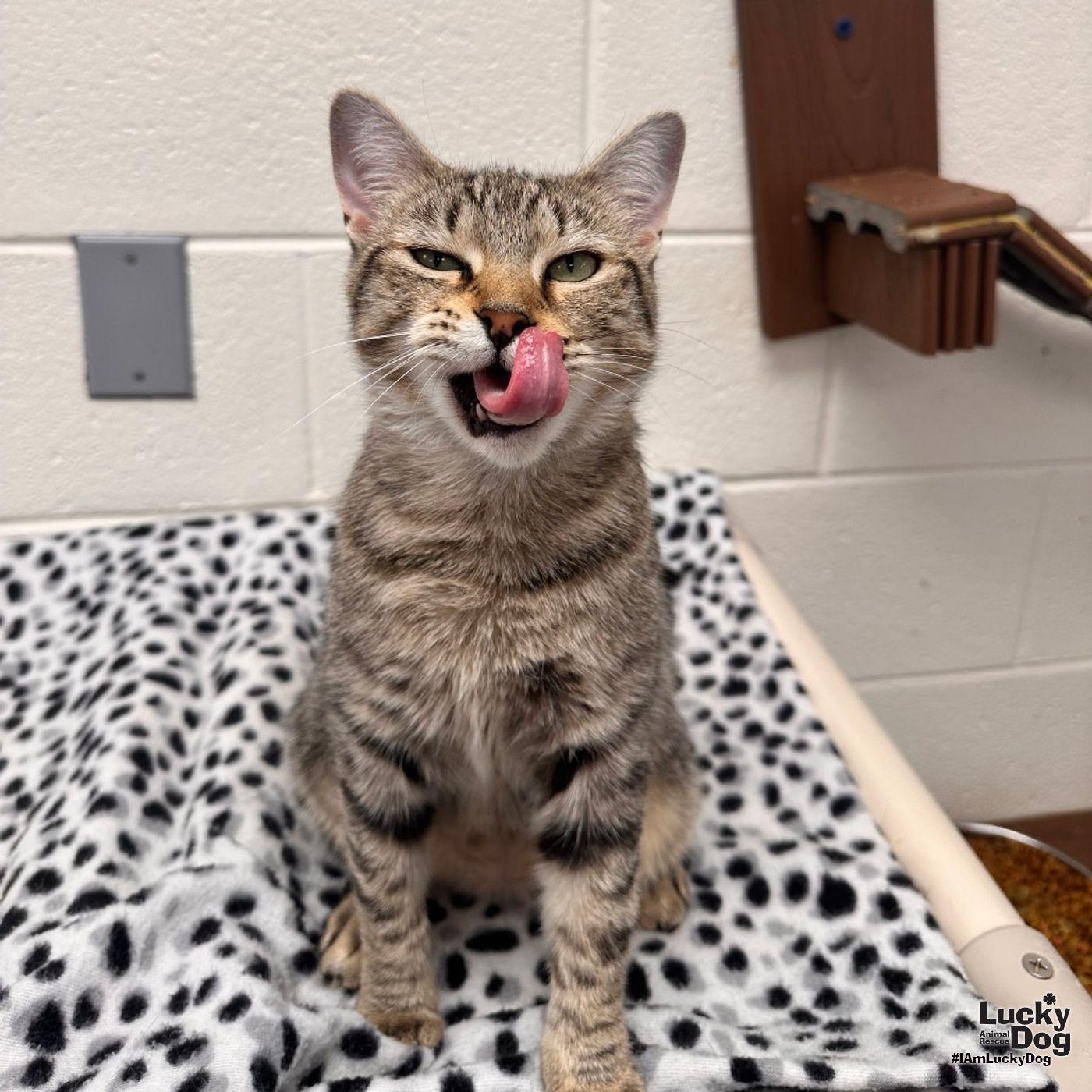 Daria, Adopted, Adult Female Domestic Short Hair.