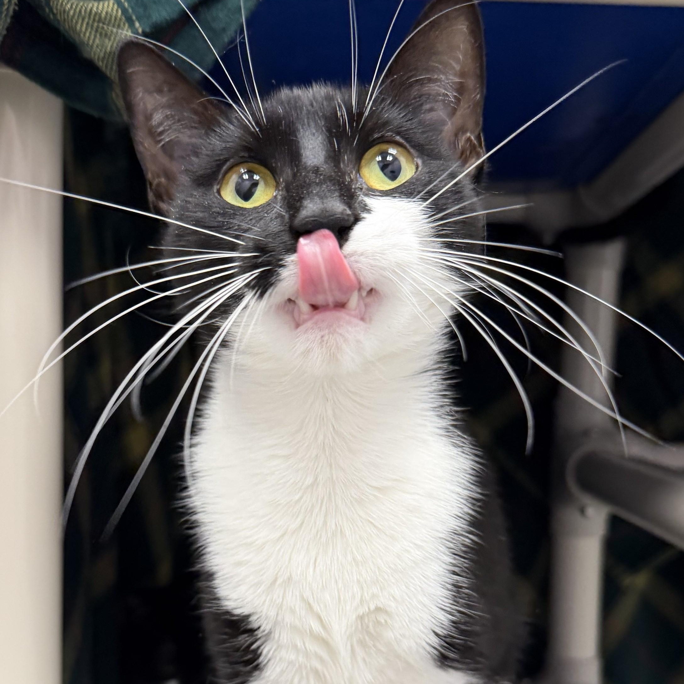Hadley, a ADOPTABLE Domestic Short Hair in Cooperstown, NY image 2/5