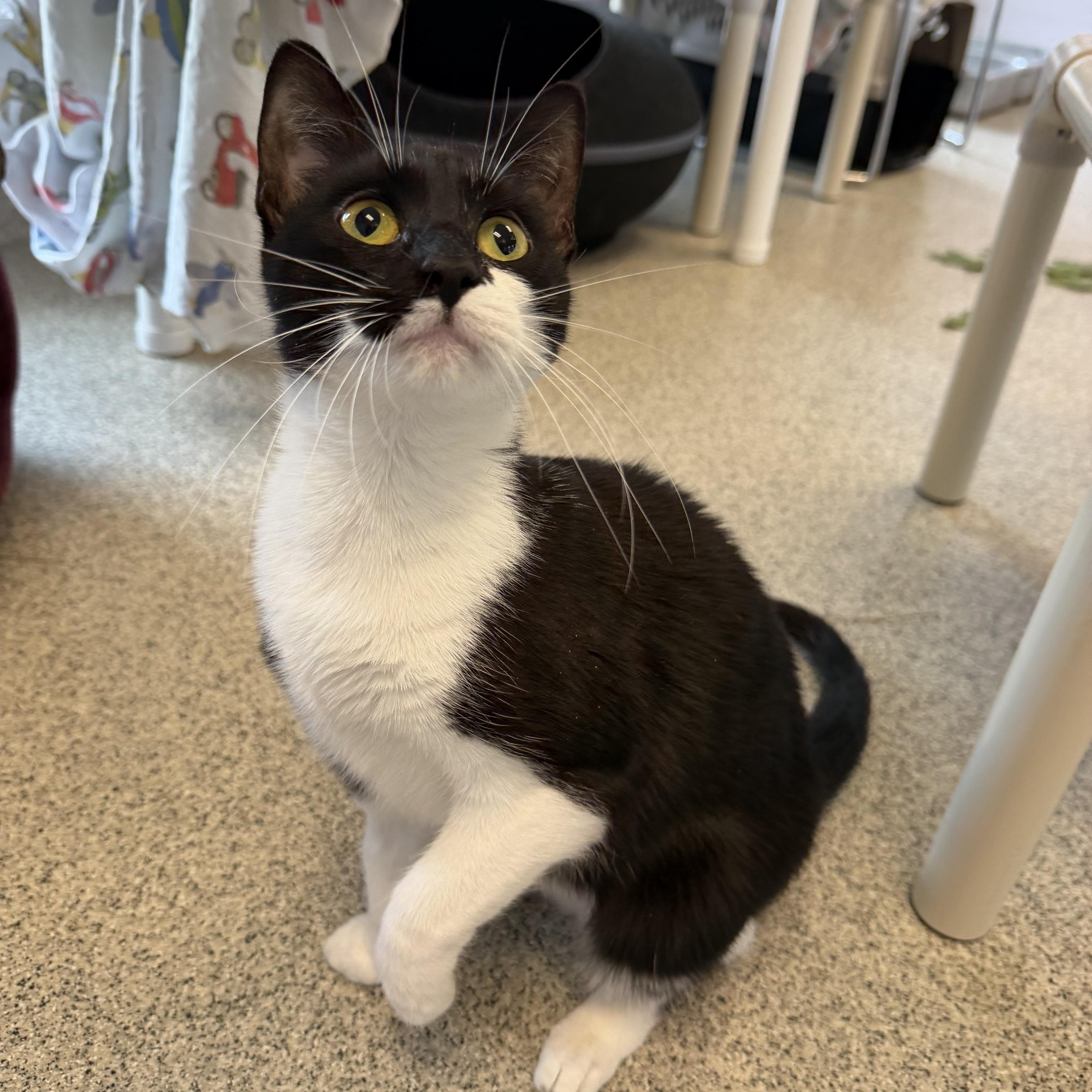 Hadley, a ADOPTABLE Domestic Short Hair in Cooperstown, NY image 3/5
