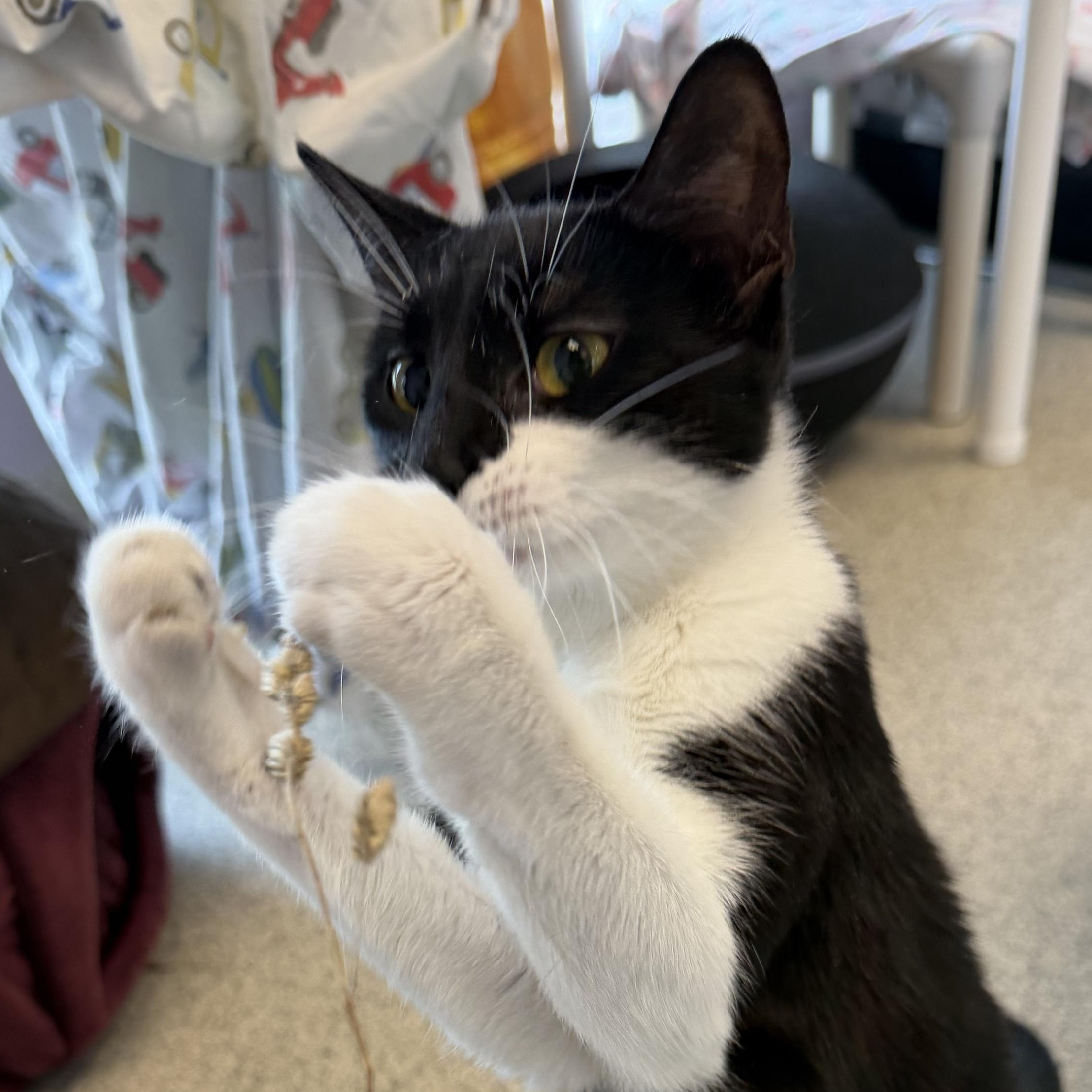 Hadley, a ADOPTABLE Domestic Short Hair in Cooperstown, NY image 4/5