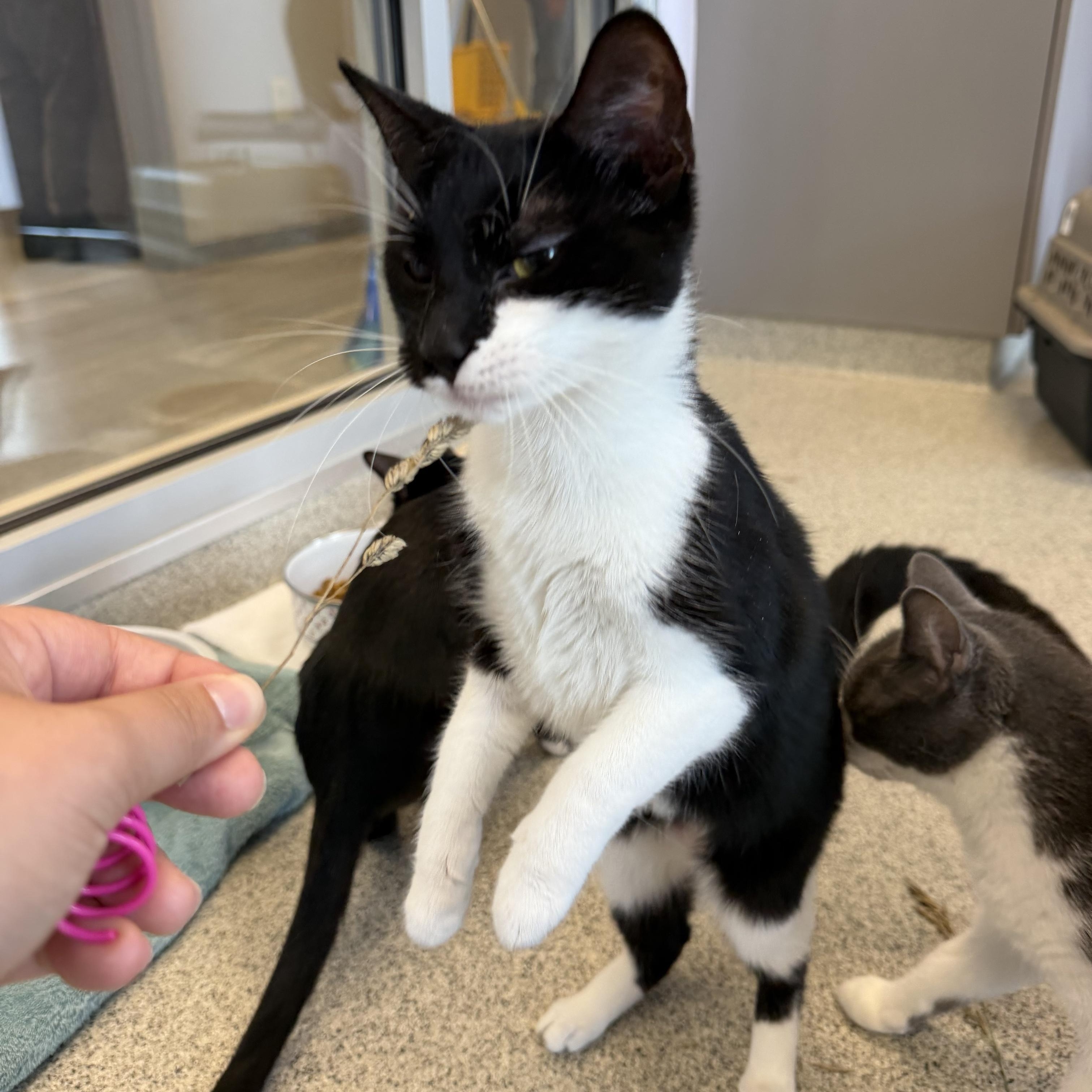 Hadley, a ADOPTABLE Domestic Short Hair in Cooperstown, NY image 5/5