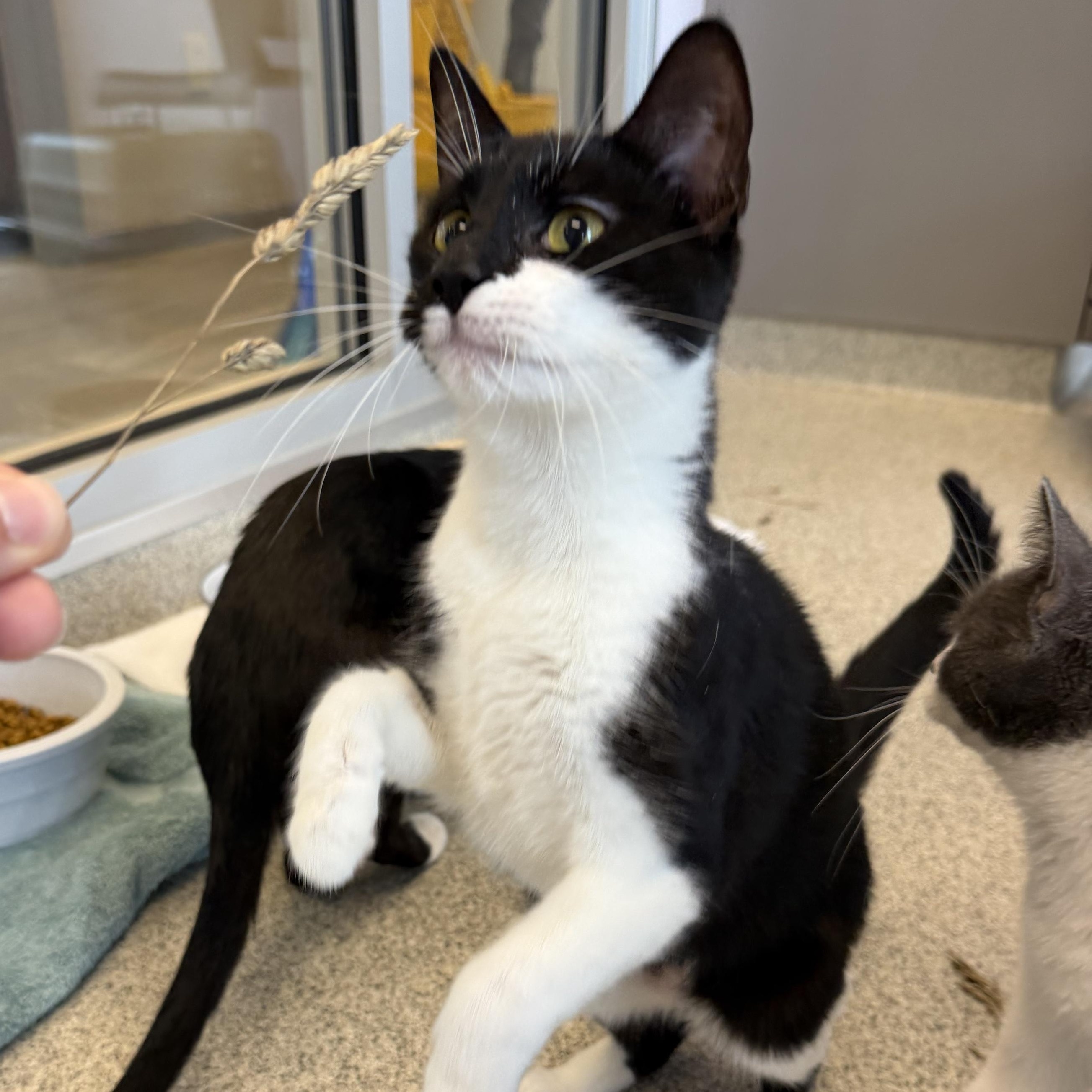 Hadley, a ADOPTABLE Domestic Short Hair in Cooperstown, NY image 1/5