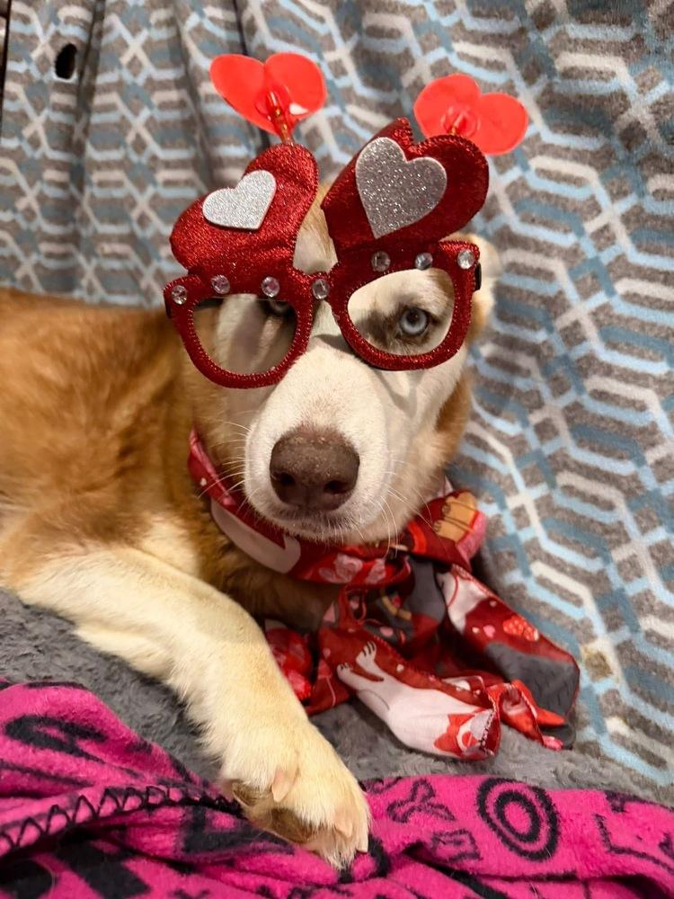 Penny, Adoptable, Adult Female Husky.