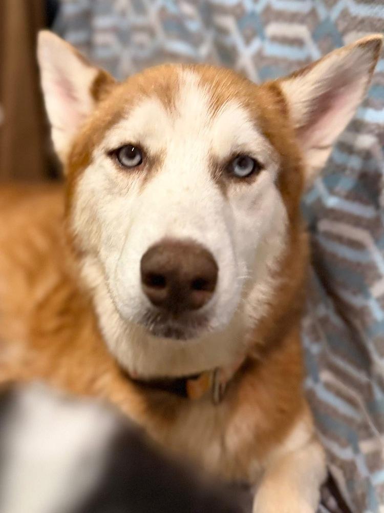 Enlarge Penny, a Adoptable Husky in Scranton, PA image 2/4