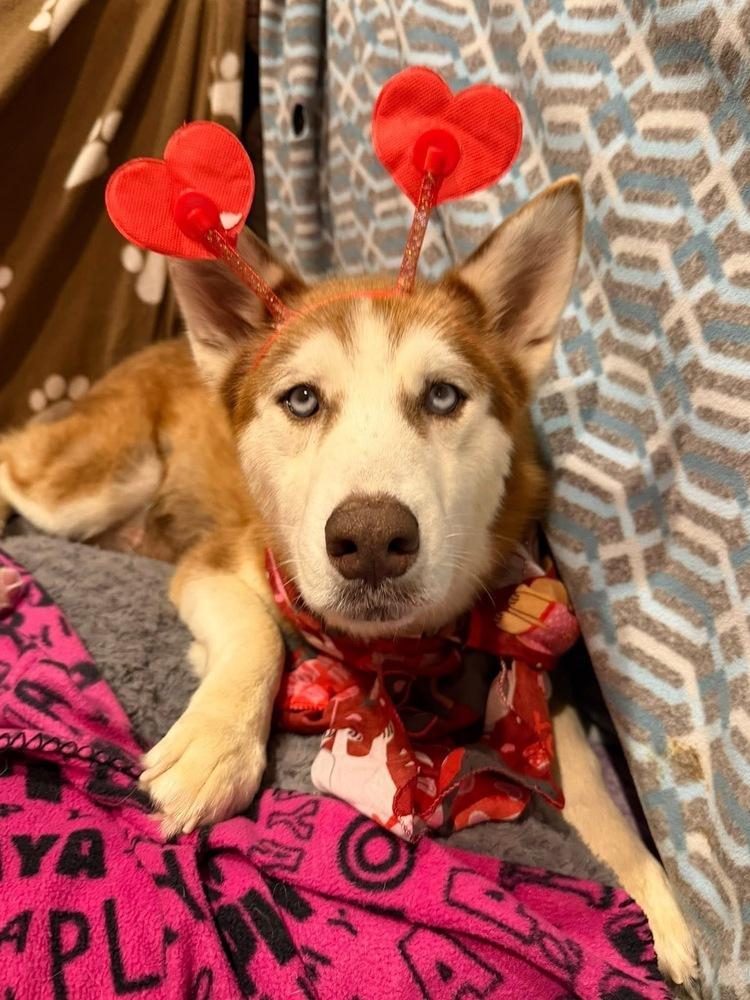 Enlarge Penny, a Adoptable Husky in Scranton, PA image 3/4