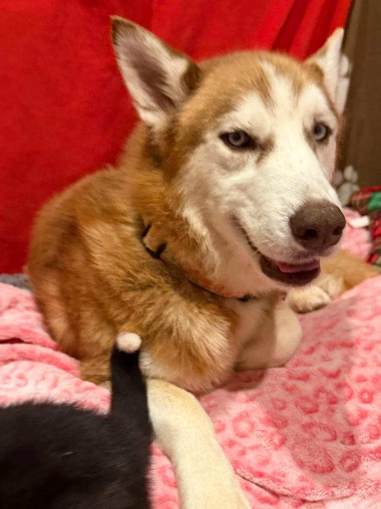 Enlarge Penny, a Adoptable Husky in Scranton, PA image 4/4