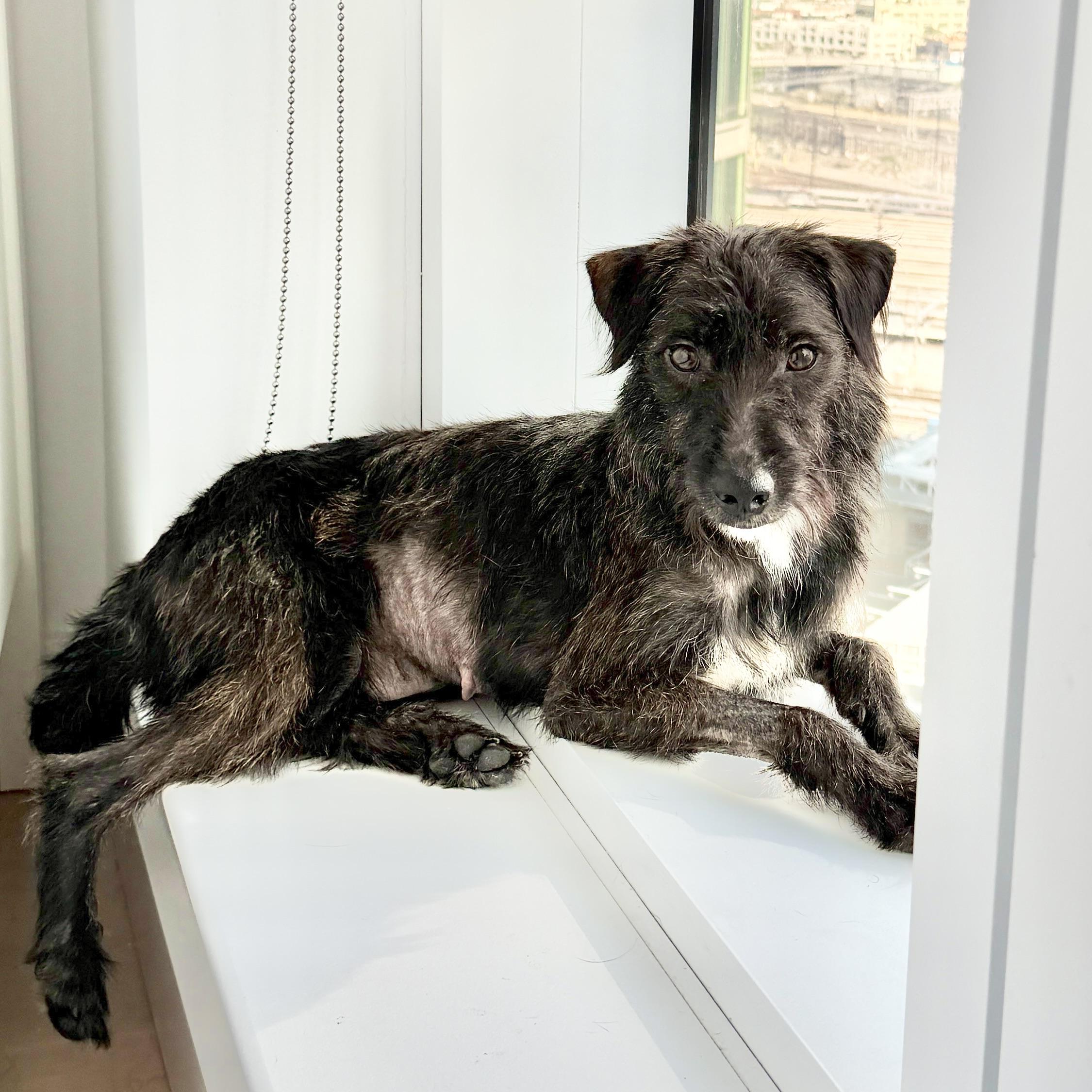 Days of Being Wild, adopted, Young Female Wirehaired Terrier.