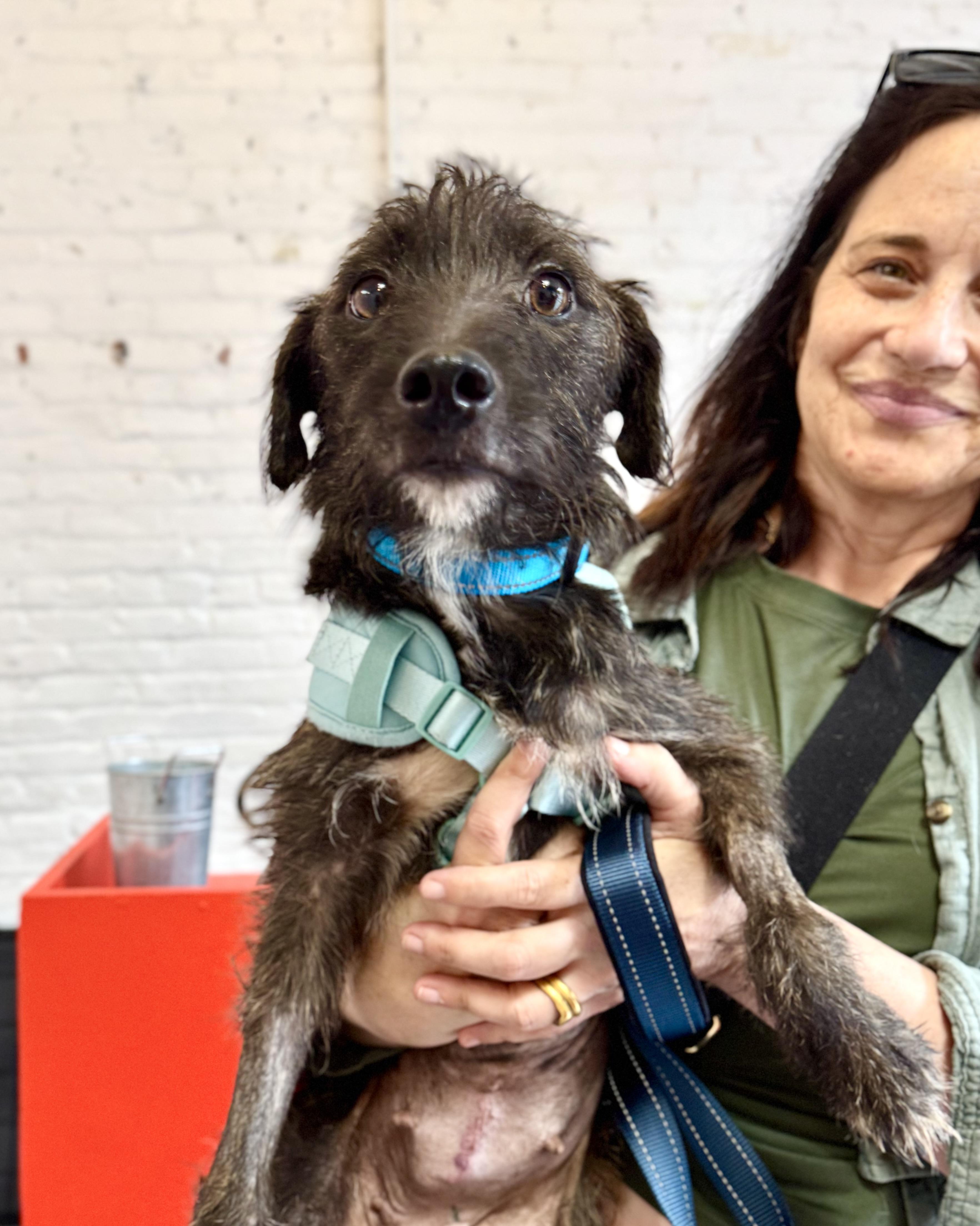 Days of Being Wild, an adopted mixed breed in New York, NY image 4/6