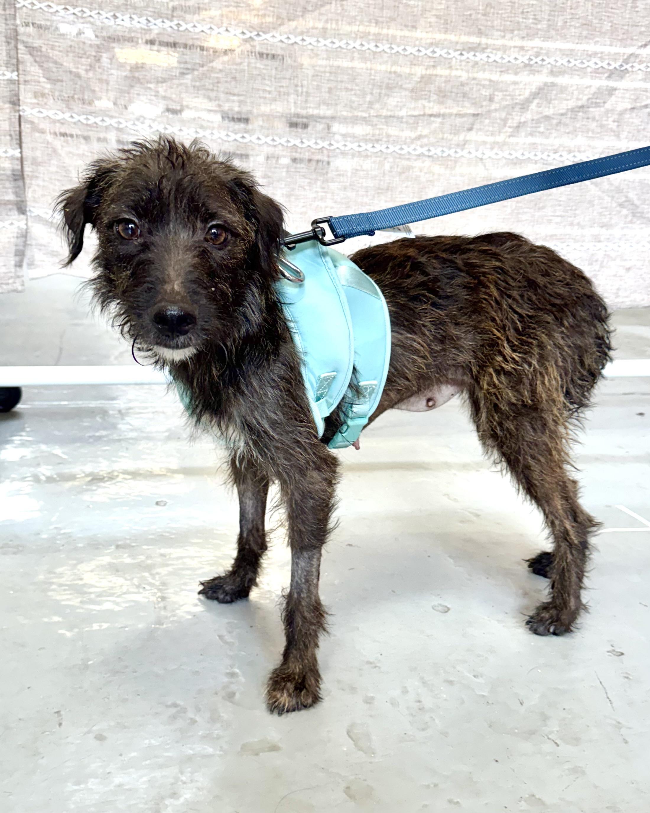 Days of Being Wild, an adopted mixed breed in New York, NY image 3/6