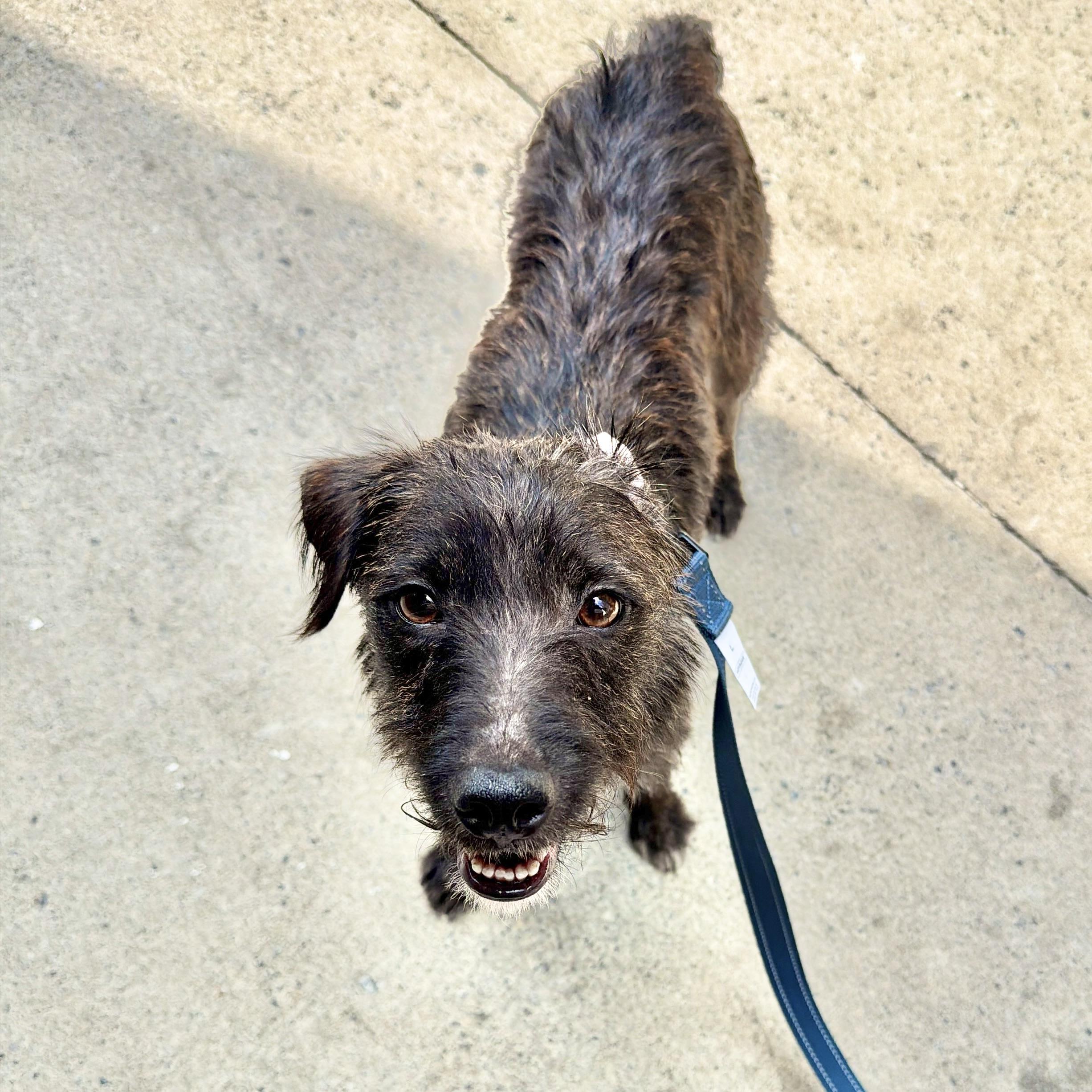 Days of Being Wild, an adopted mixed breed in New York, NY image 2/6