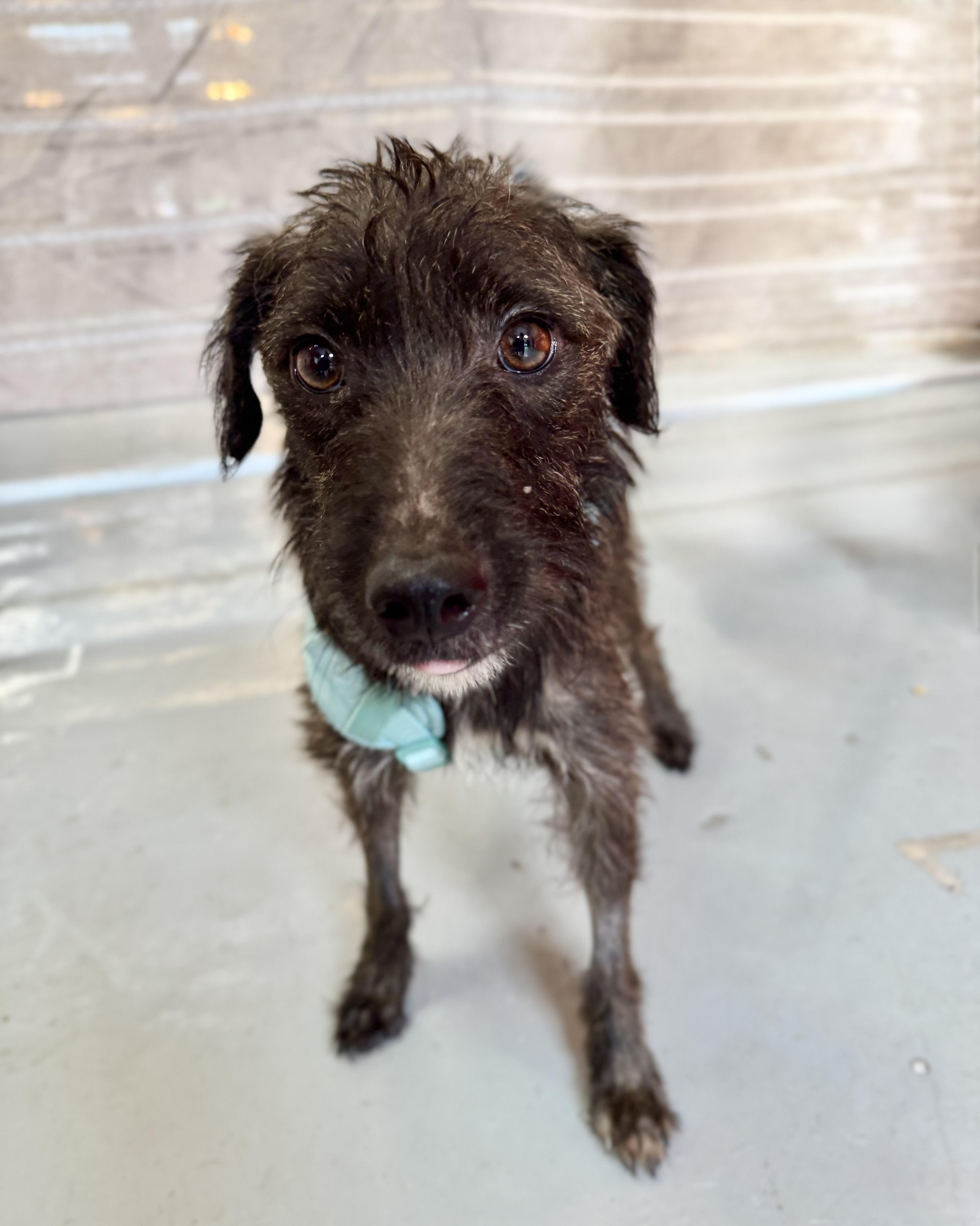 Days of Being Wild, an adopted mixed breed in New York, NY image 5/6