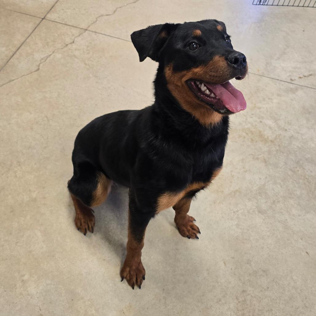 Zooka - 022504U, Adoptable, Young Female Rottweiler.