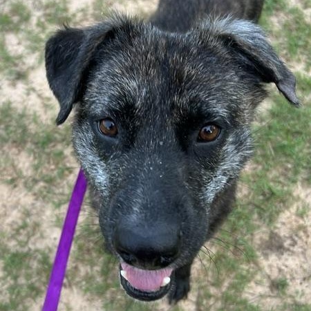 Enlarge Taffy - Snuggly, Loving, Good with Dogs and Children, a Adoptable mixed breed in South Burlington, VT image 5/6