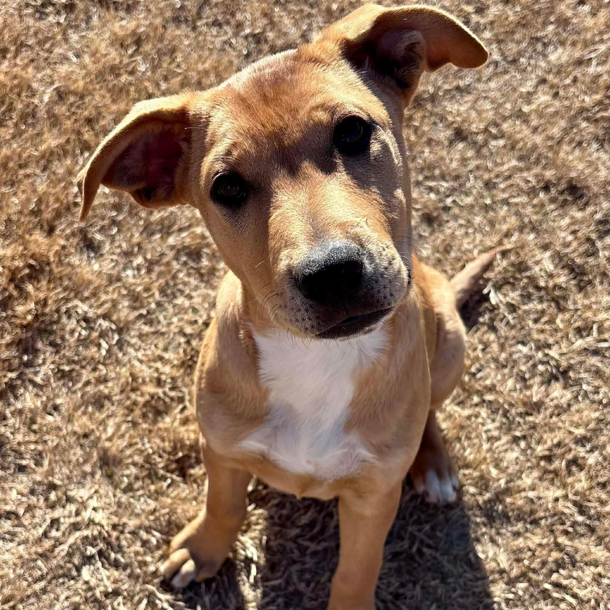 Enlarge McRae, a ADOPTABLE mixed breed in Pelham, NH image 1/6