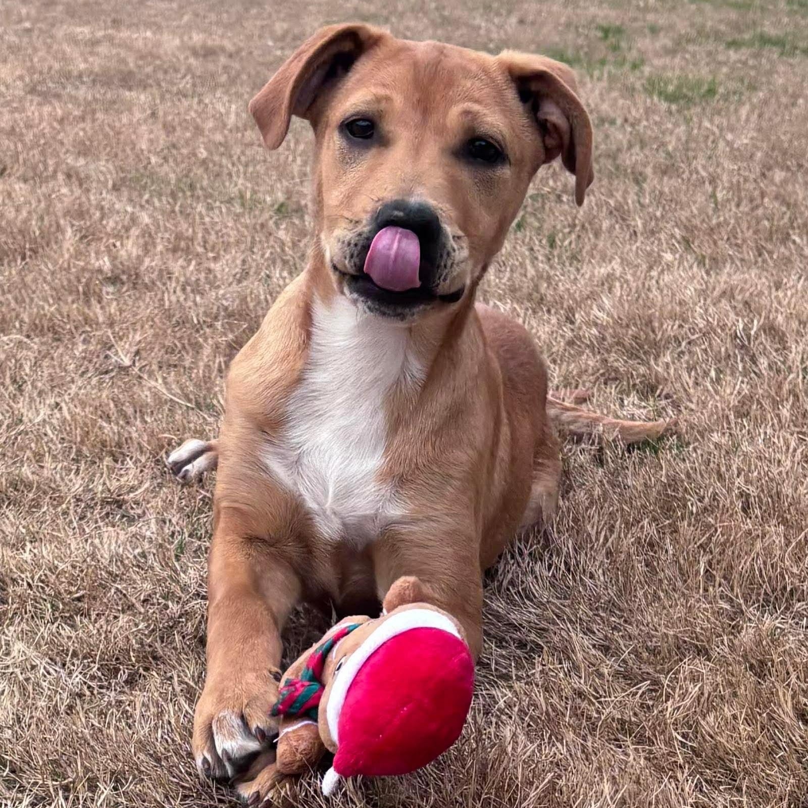 Enlarge McRae, a ADOPTABLE mixed breed in Pelham, NH image 6/6