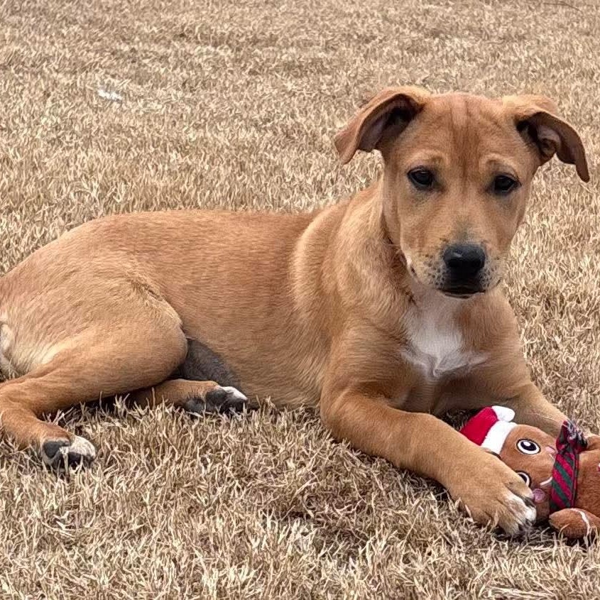 Enlarge McRae, a ADOPTABLE mixed breed in Pelham, NH image 3/6