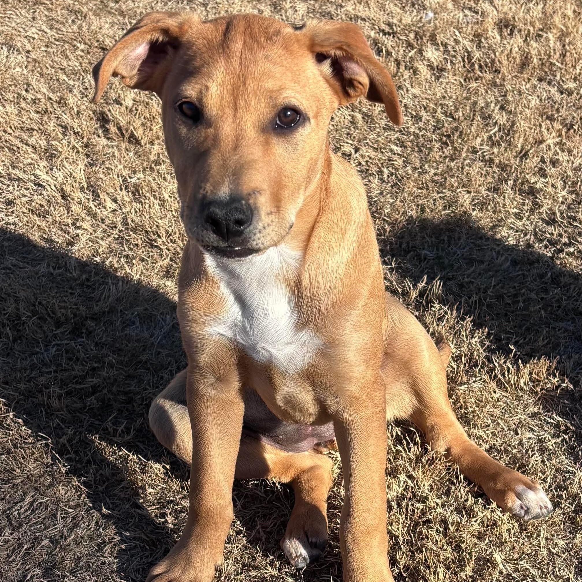 Enlarge McRae, a ADOPTABLE mixed breed in Pelham, NH image 2/6