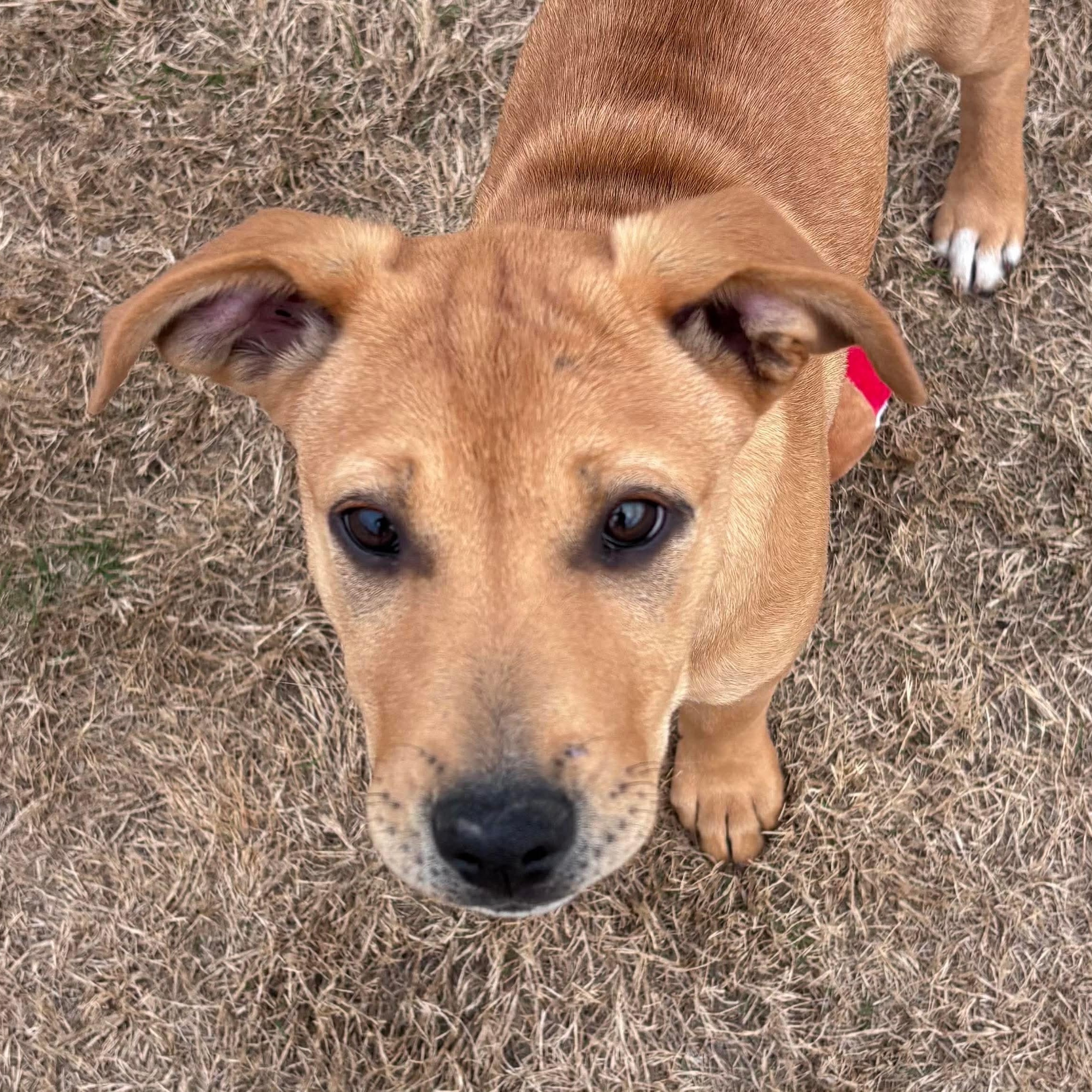 Enlarge McRae, a ADOPTABLE mixed breed in Pelham, NH image 5/6