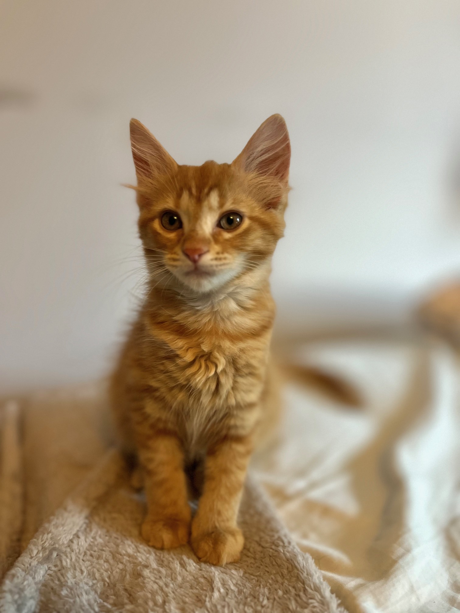 Enlarge Pumpkin, a Adopted Domestic Short Hair in Richmond, VA image 1/1