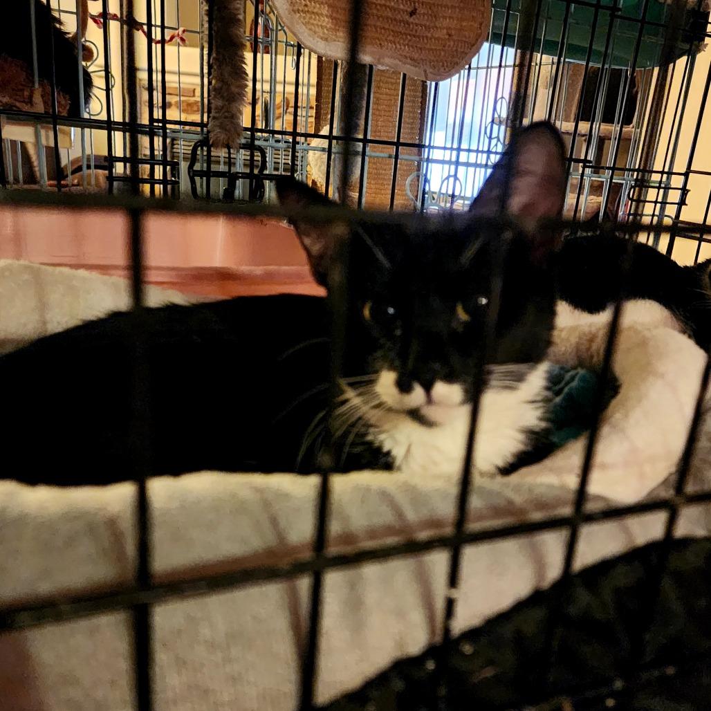Enlarge Celia, a Adoptable Domestic Short Hair in Grantsville, UT image 1/1