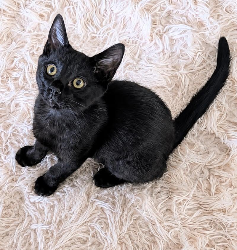 Tally, ADOPTABLE, Kitten Male Domestic Short Hair.