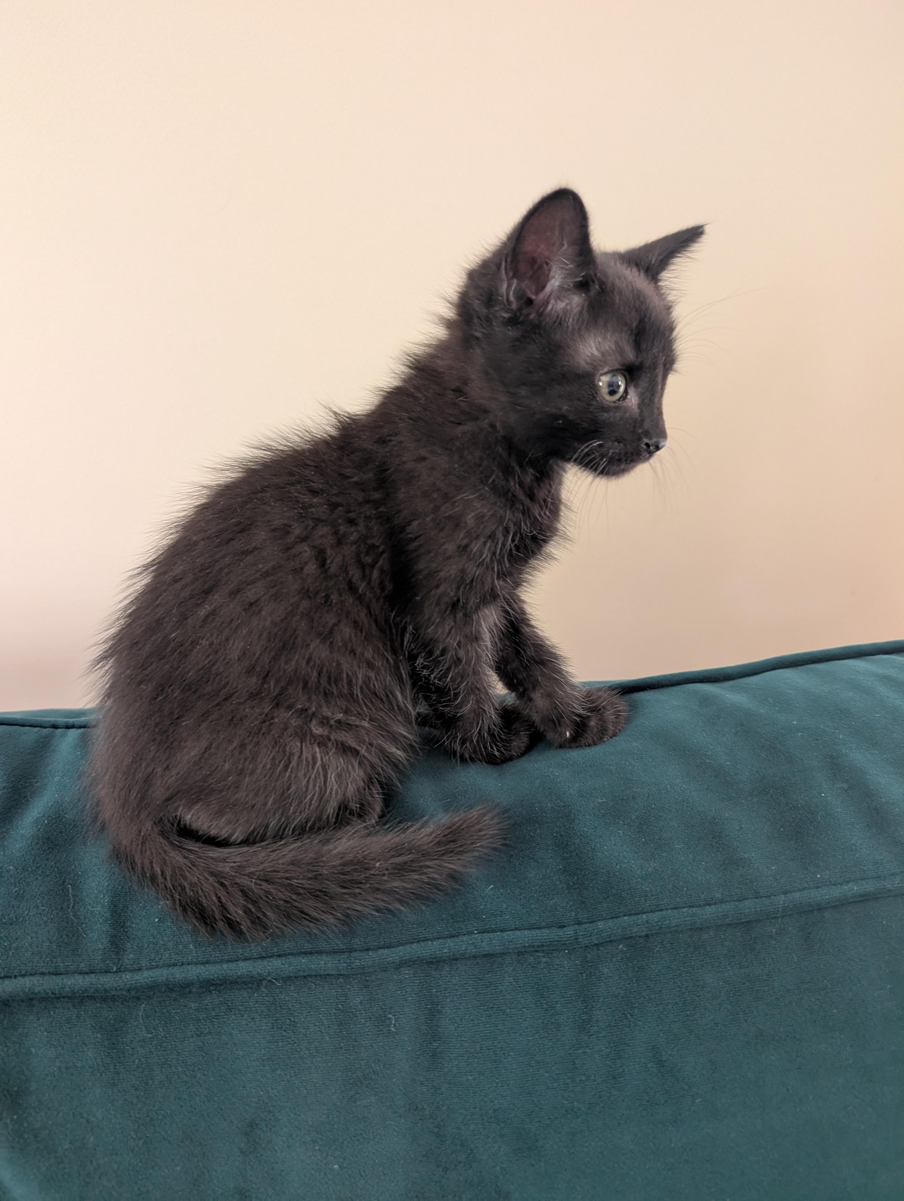 Enlarge Tally, a ADOPTABLE mixed breed in Sanford, NC image 3/3
