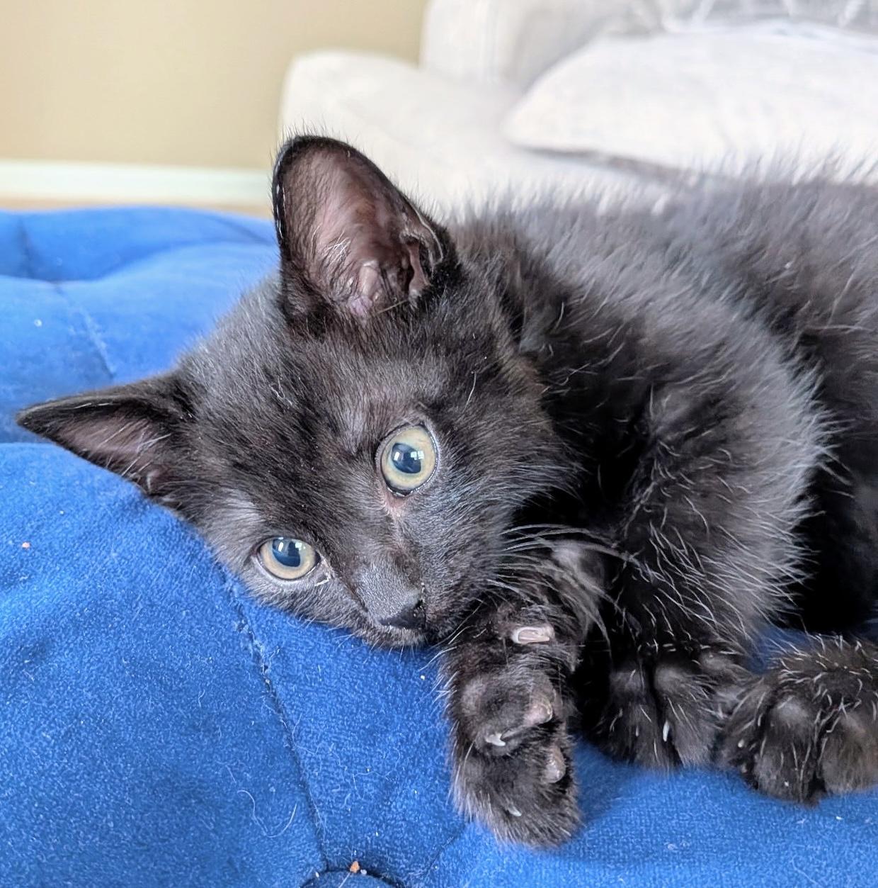 Tally, ADOPTABLE, Kitten Female Domestic Short Hair.
