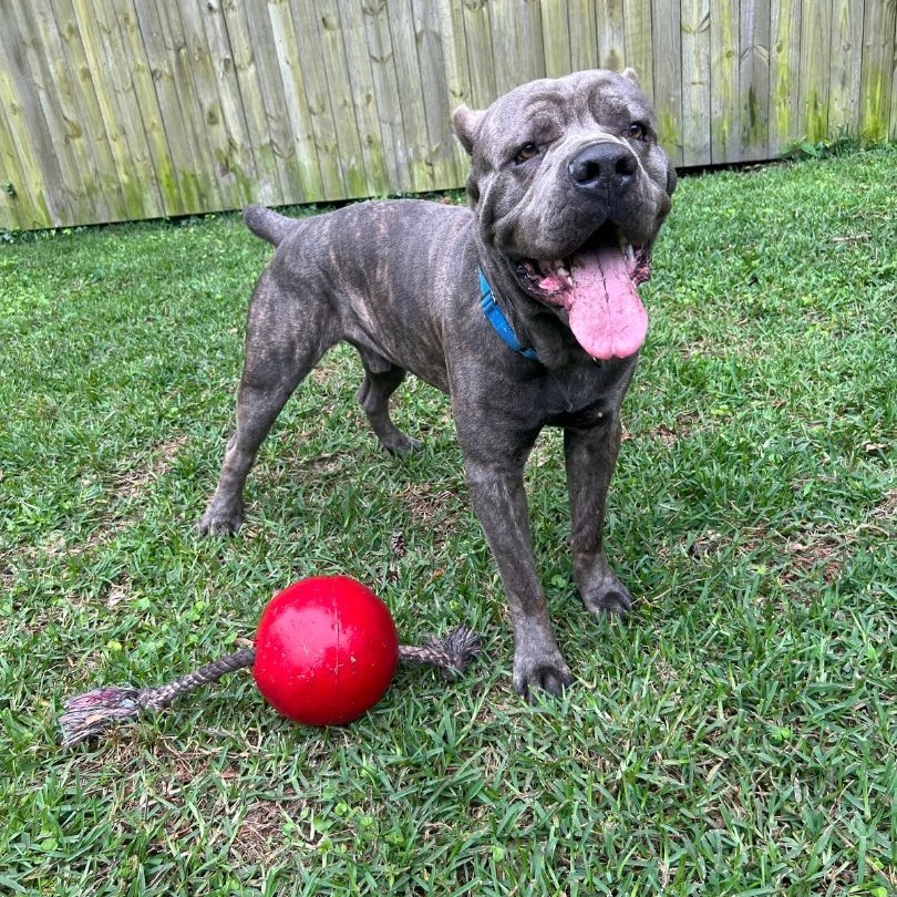 Cleveland, a Adoptable Cane Corso in Norwood, GA image 1/12