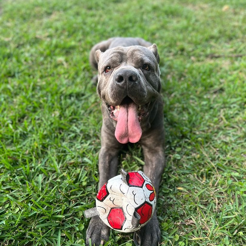 Enlarge Cleveland, a Adoptable Cane Corso in Norwood, GA image 9/12