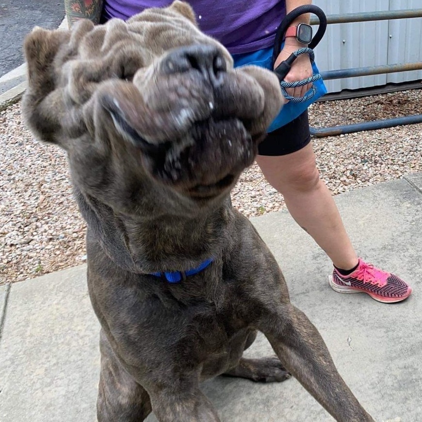 Enlarge Cleveland, a Adoptable Cane Corso in Norwood, GA image 10/12