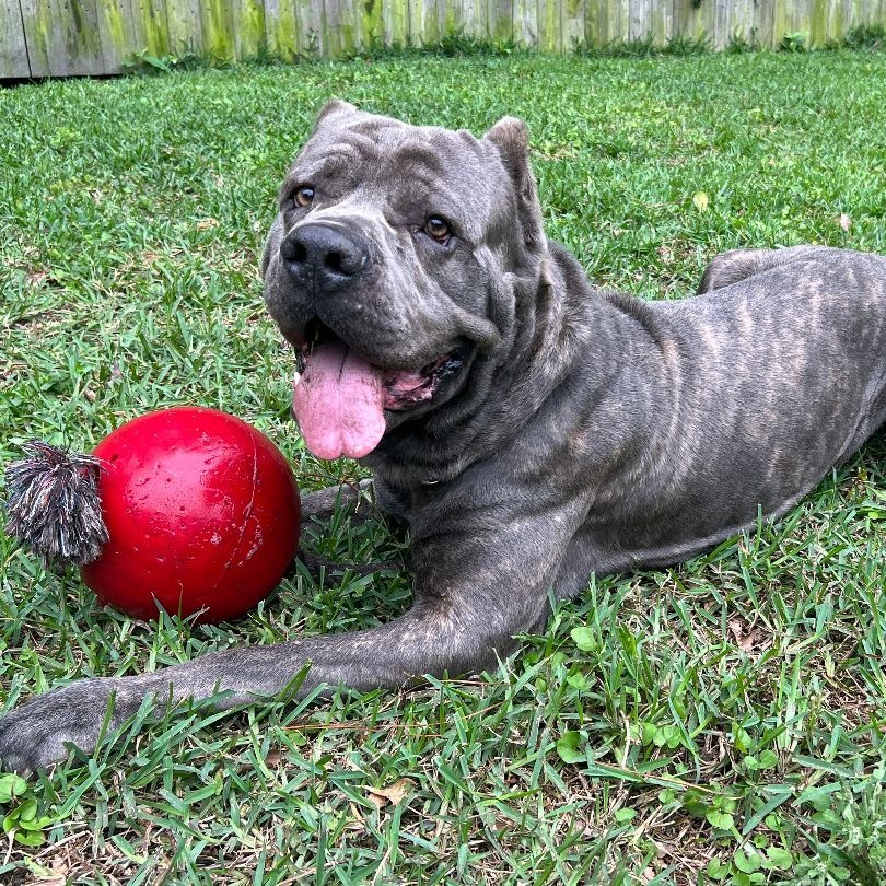 Enlarge Cleveland, a Adoptable Cane Corso in Norwood, GA image 11/12