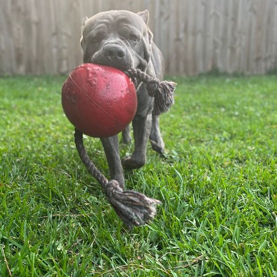 Enlarge Cleveland, a Adoptable Cane Corso in Norwood, GA image 12/12