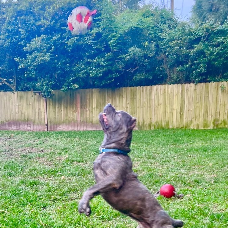 Enlarge Cleveland, a Adoptable Cane Corso in Norwood, GA image 8/12