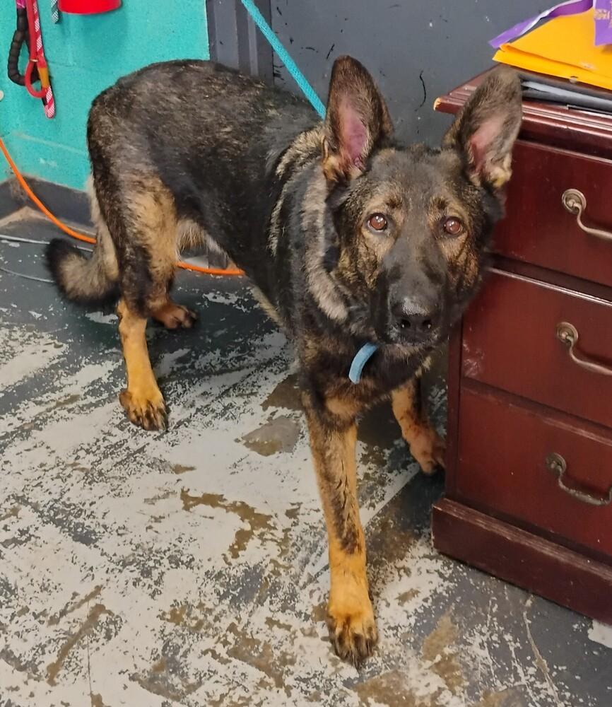 Tyson #137, Adoptable, Adult Male German Shepherd Dog.