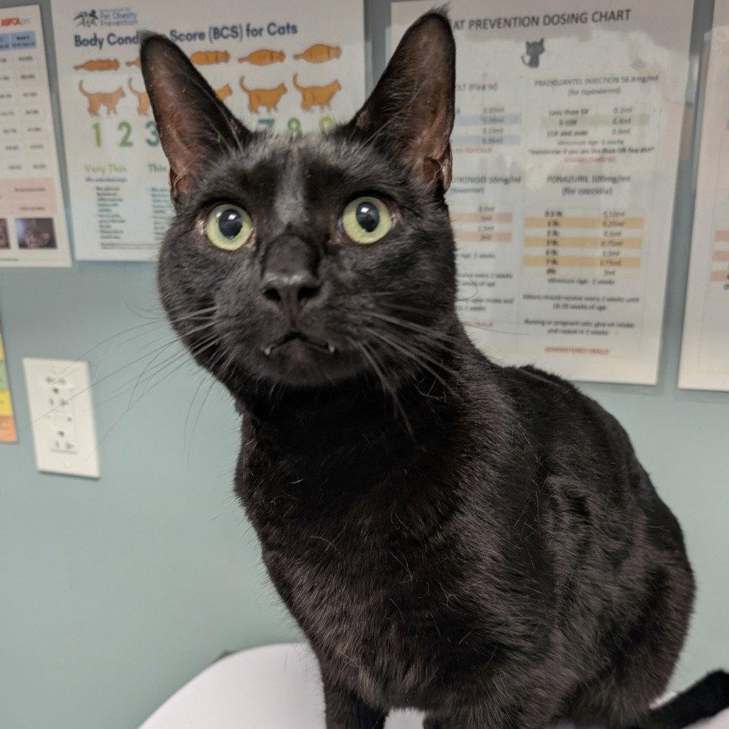 Enlarge Midnight, a Adoptable American Shorthair in New Castle, DE image 1/1