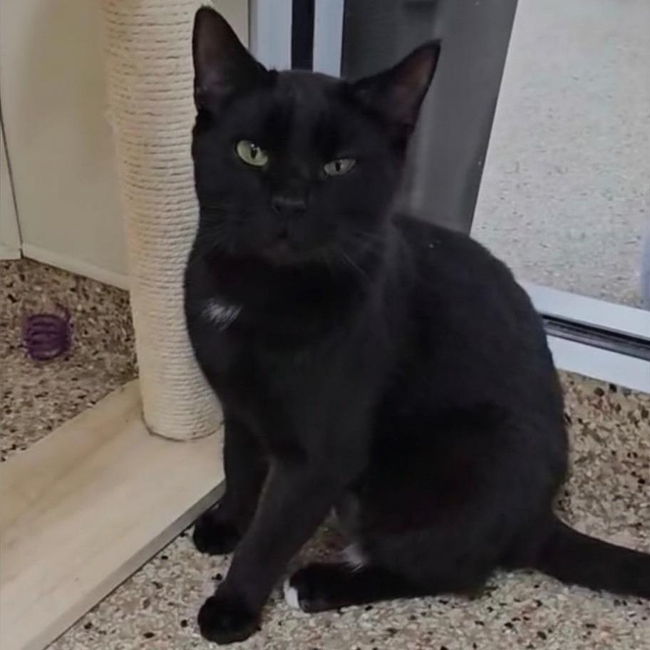 Enlarge Tipper, a Adoptable Domestic Short Hair in Donalsonville, GA image 1/3