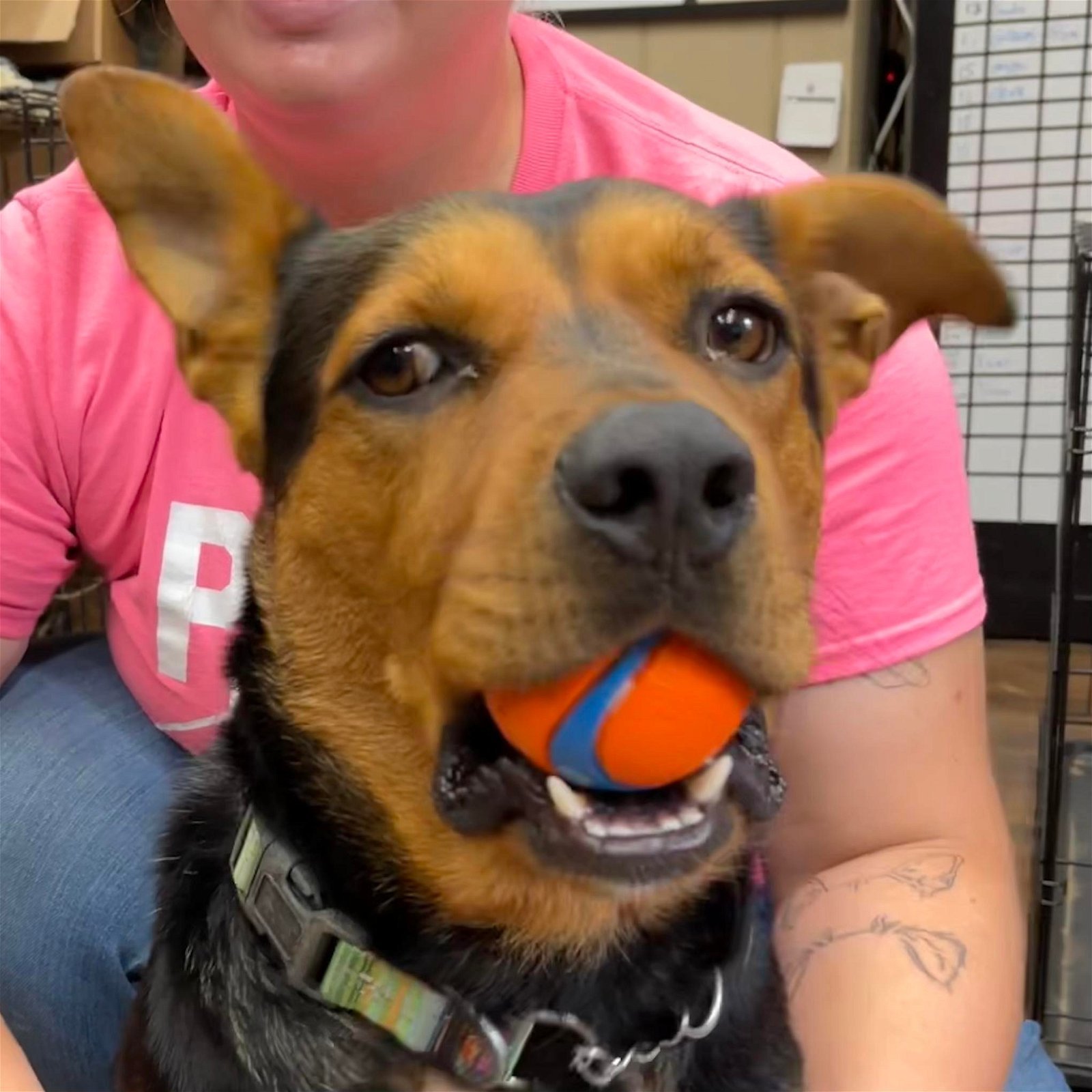 Sander-Good w/ dogs, cats, kids! WONDERFUL BOY!!!!, Adopted, Young Male German Shepherd Dog.