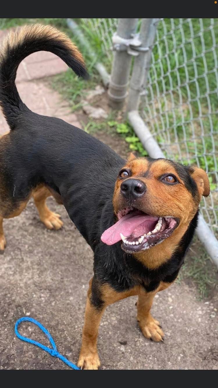 Enlarge Sander-Good w/ dogs, cats, kids! WONDERFUL BOY!!!!, a Adopted mixed breed in Tallulah, LA image 2/6