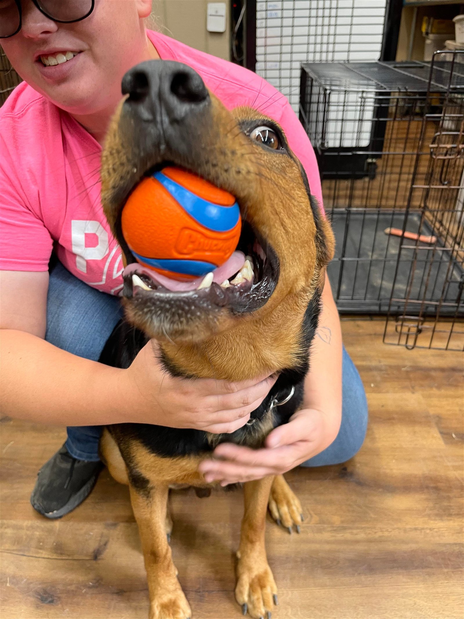 Enlarge Sander-Good w/ dogs, cats, kids! WONDERFUL BOY!!!!, a Adopted mixed breed in Tallulah, LA image 3/6