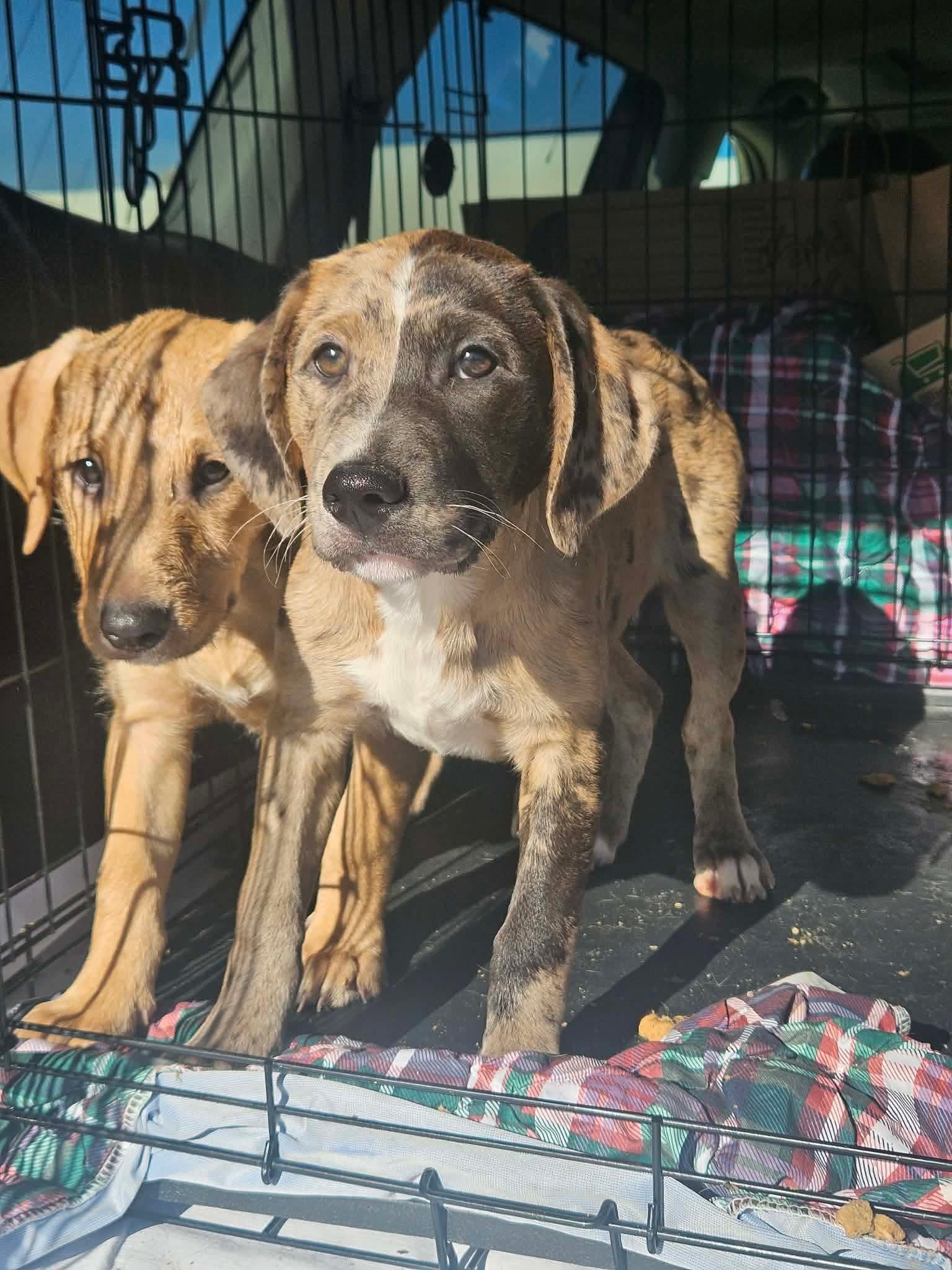 Bubblicious Bubblegum, Adoptable, Puppy Female Australian Shepherd & Poodle.