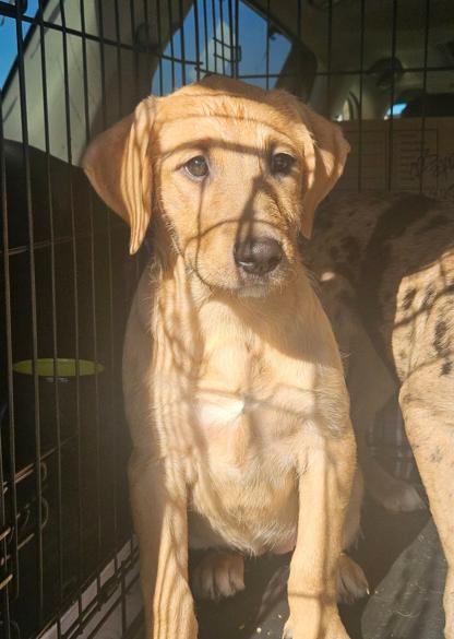 Enlarge Bubblicious Bubblegum, a Adoptable mixed breed in Wakefield, RI image 2/3