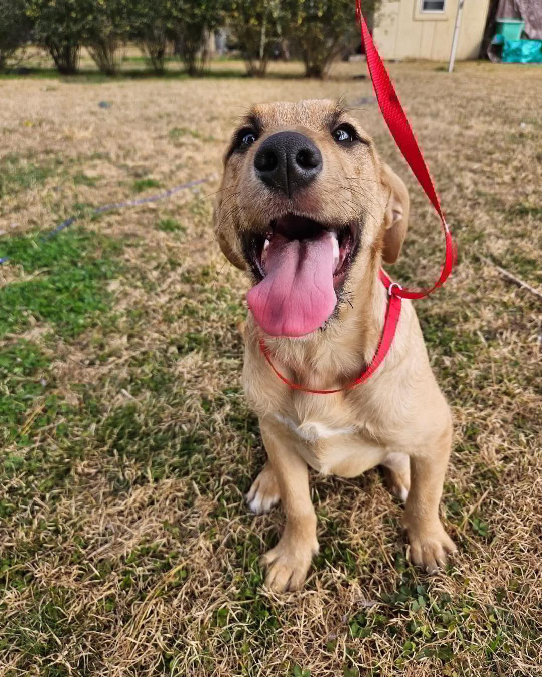 Enlarge Bubblicious Bubblegum, a Adoptable mixed breed in Wakefield, RI image 3/3