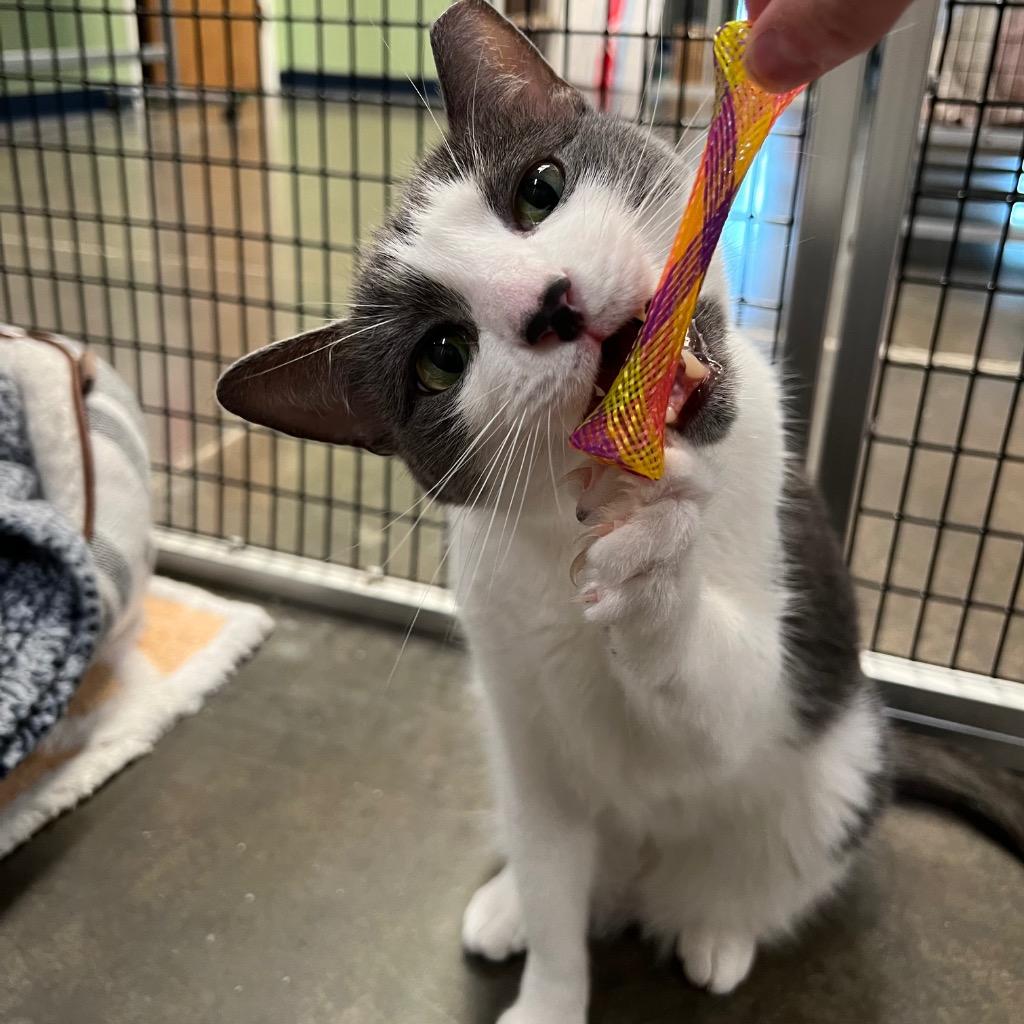 Swiffer, Adoptable, Adult Male Domestic Short Hair.