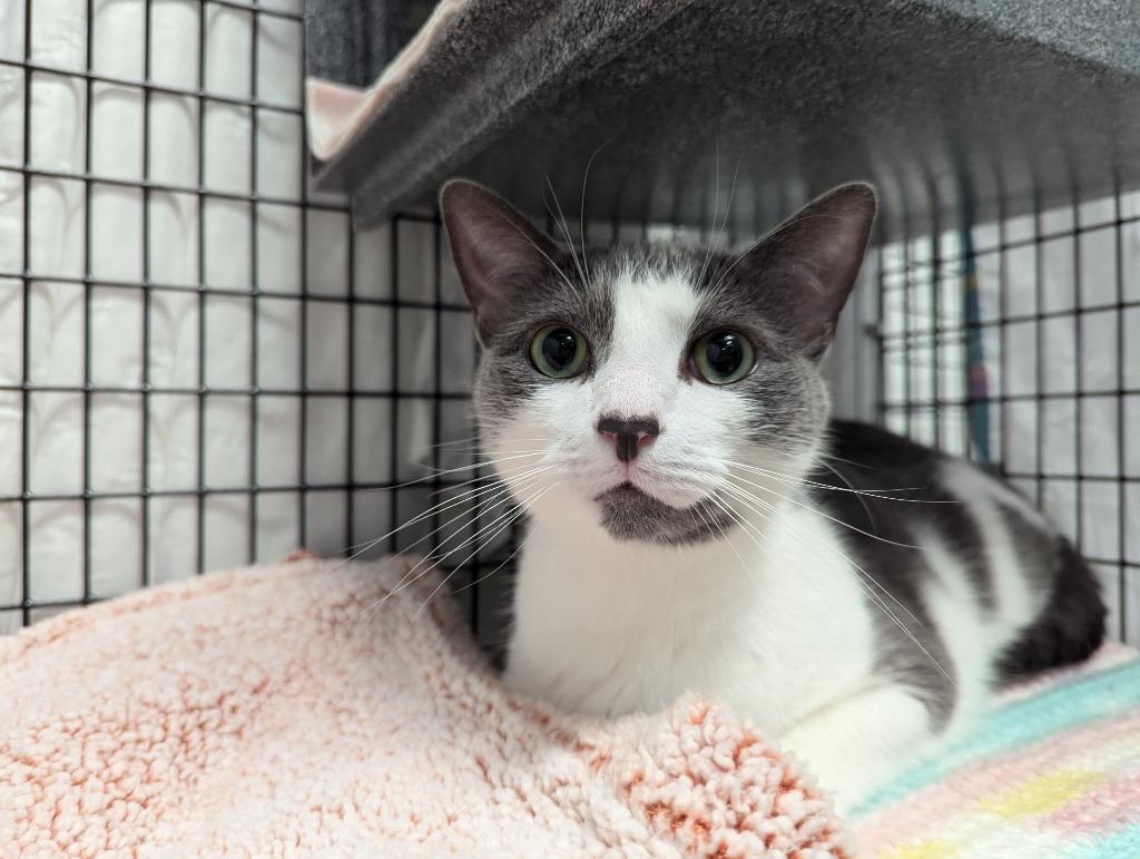 Enlarge Swiffer, a Adoptable mixed breed in Raleigh, NC image 1/6