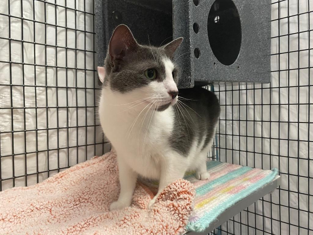 Enlarge Swiffer, a Adoptable mixed breed in Raleigh, NC image 2/6