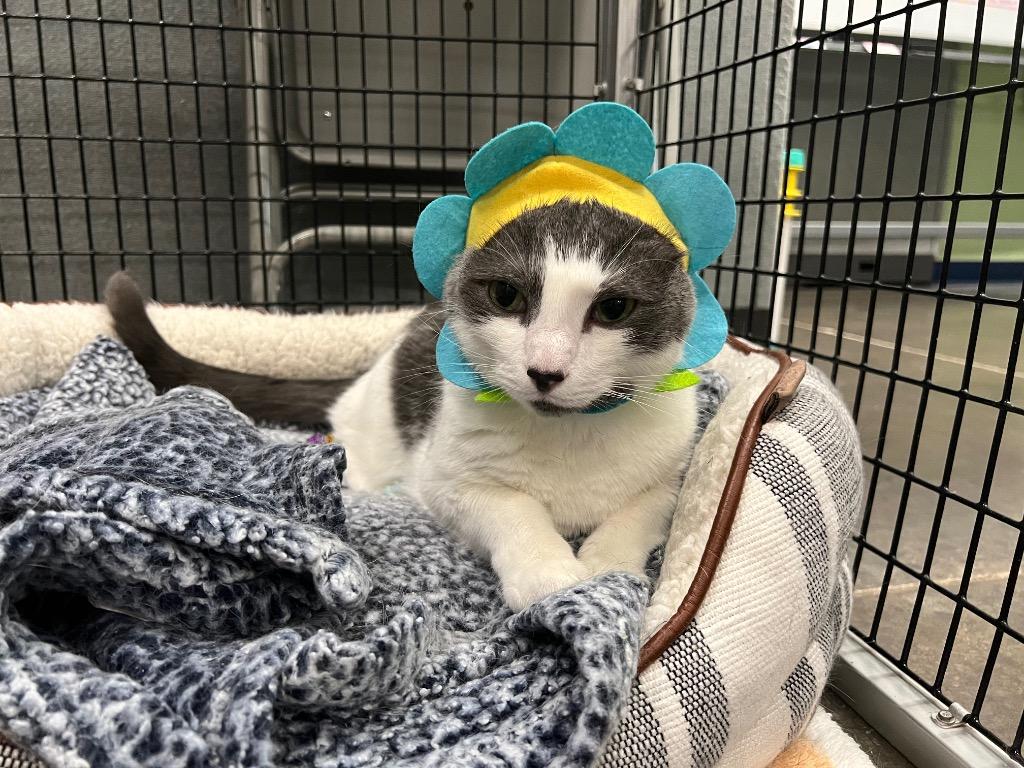 Enlarge Swiffer, a Adoptable mixed breed in Raleigh, NC image 3/6