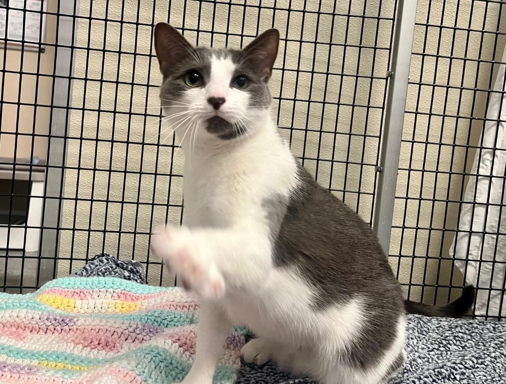 Enlarge Swiffer, a Adoptable mixed breed in Raleigh, NC image 5/6