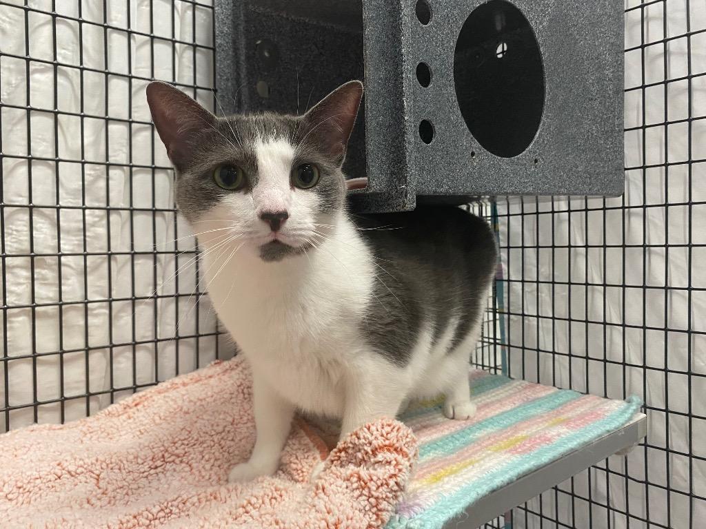 Enlarge Swiffer, a Adoptable mixed breed in Raleigh, NC image 6/6