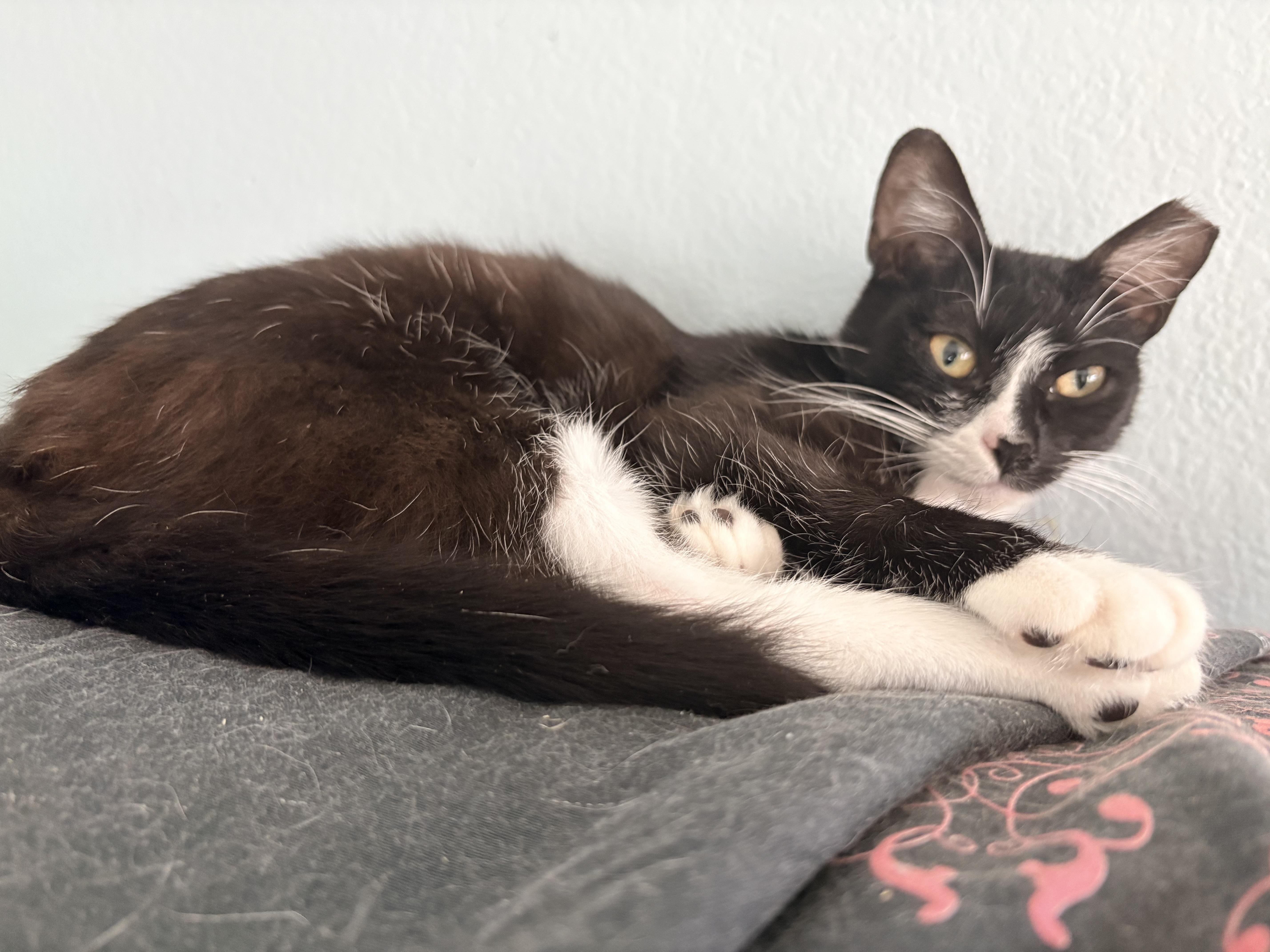 Chiki , a ADOPTABLE Domestic Short Hair in Hayward, CA image 6/6