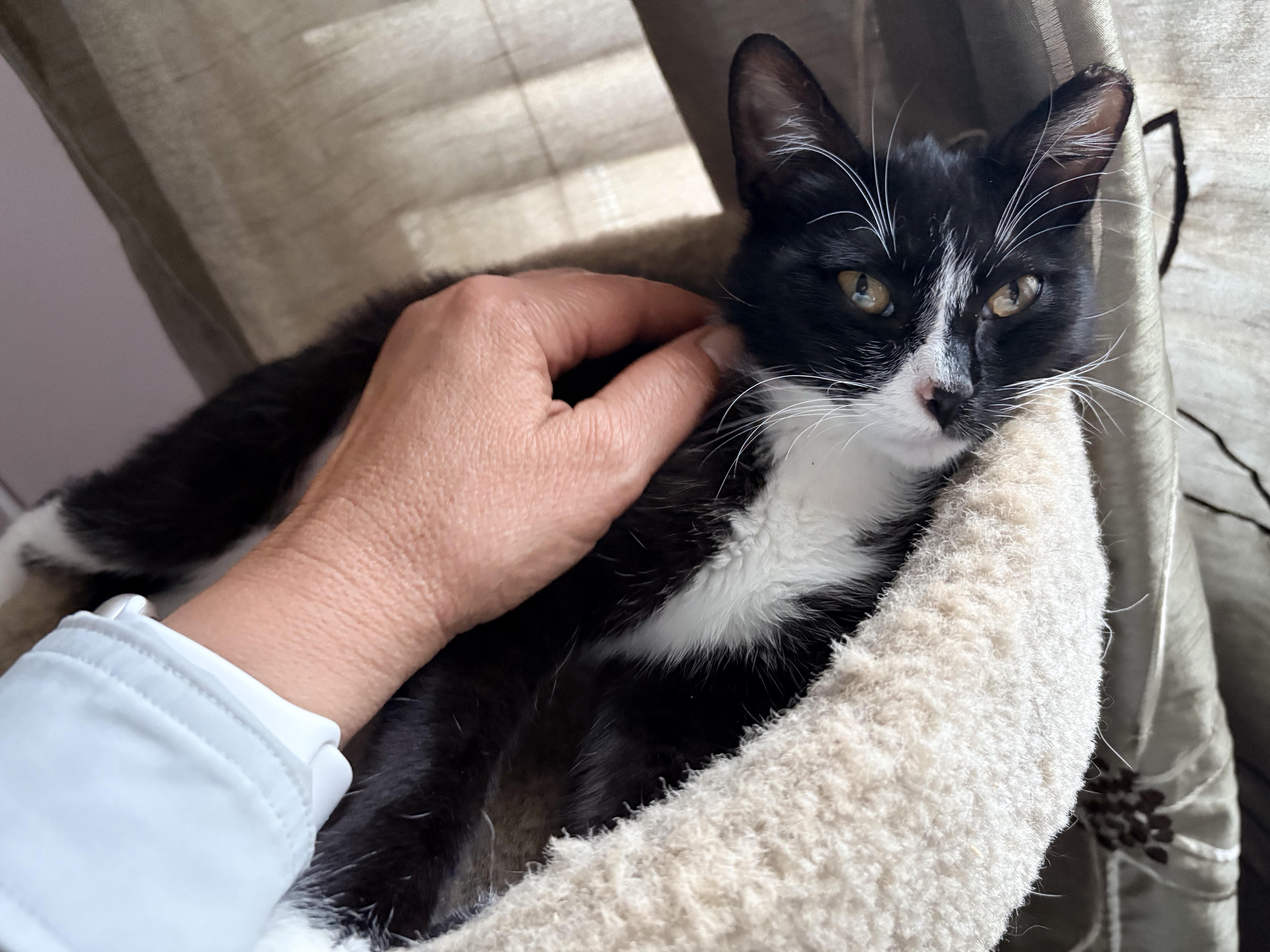 Chiki , a ADOPTABLE Domestic Short Hair in Hayward, CA image 5/6
